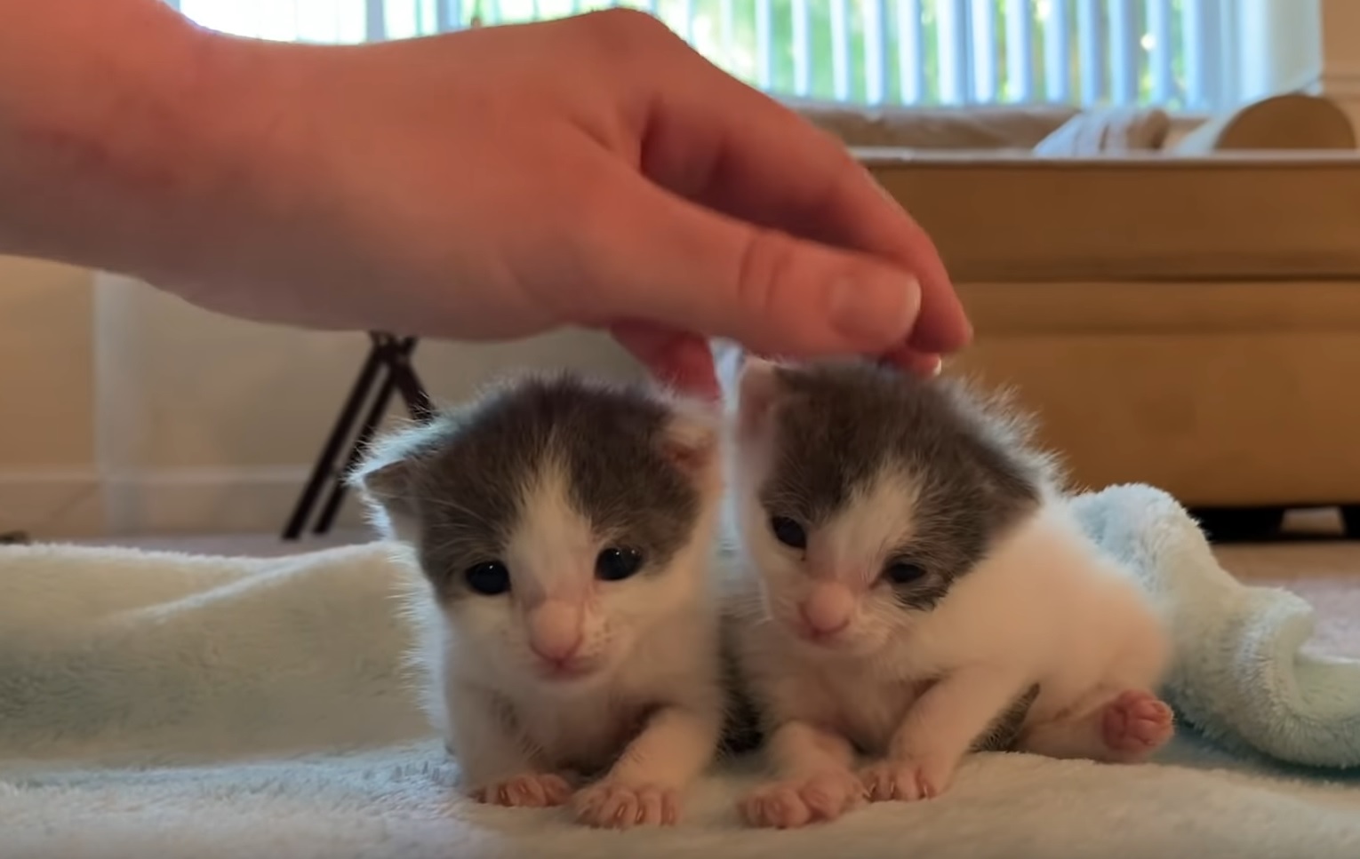 Adorable Twin Kittens