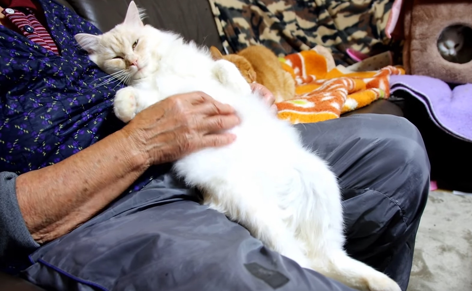 Cute Cat Enjoys Petting From Grandma
