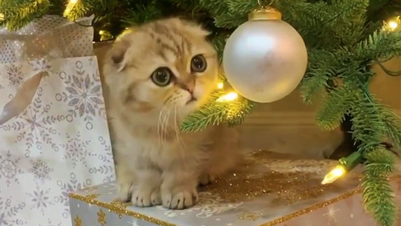 Cute Munchkin Cat Gets Presents Early