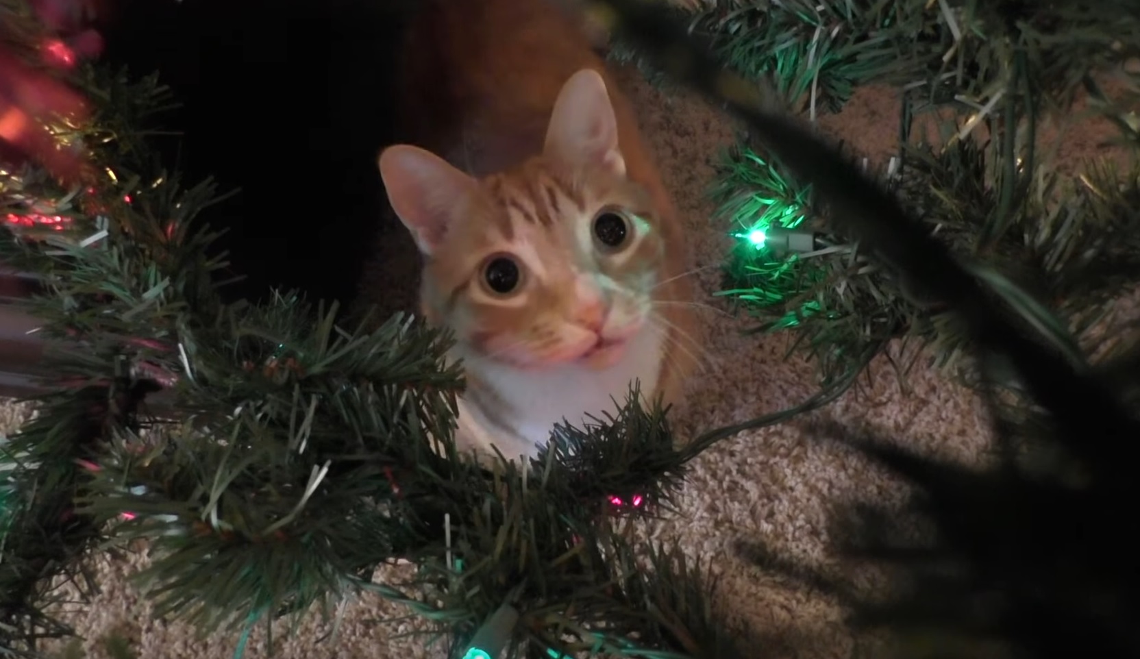 Funny Cats Vs Christmas Trees