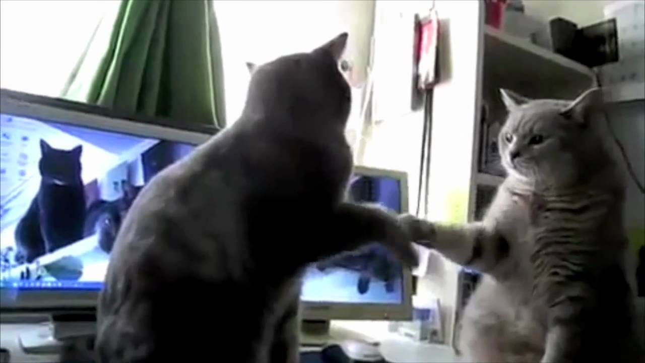 Cats trying to play Patty-cake