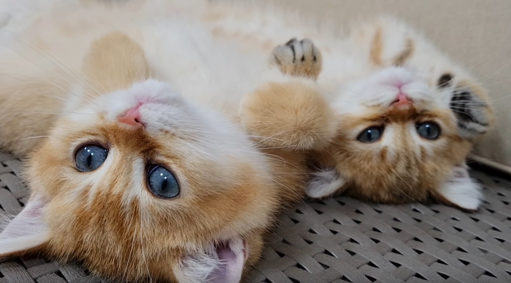 Adorable Kittens Waking Up