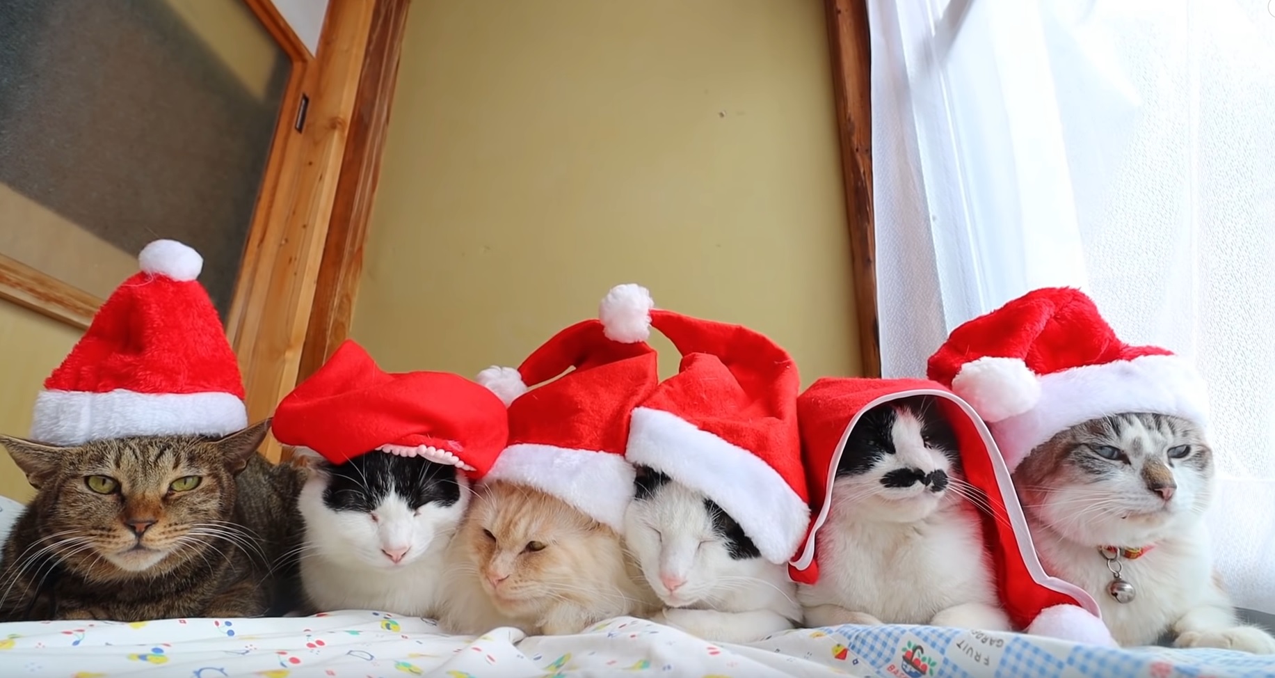 Cats Are Ready For Christmas