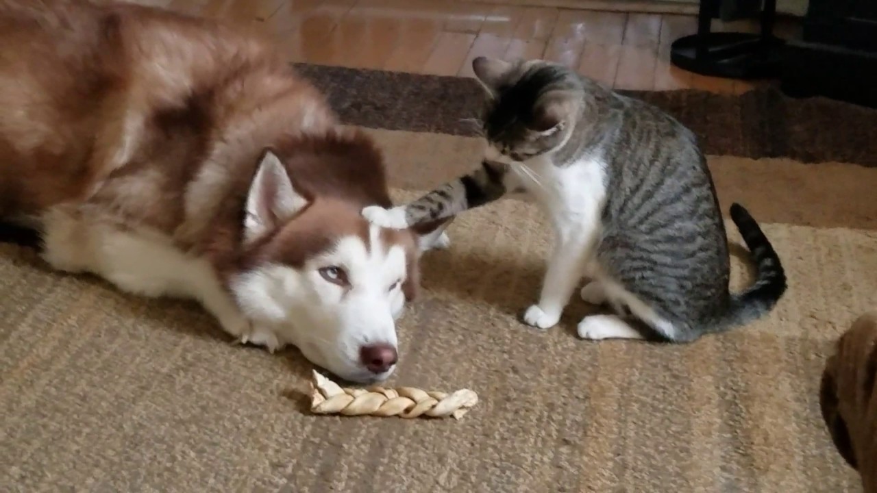 This Cat Love To Annoy The Husky