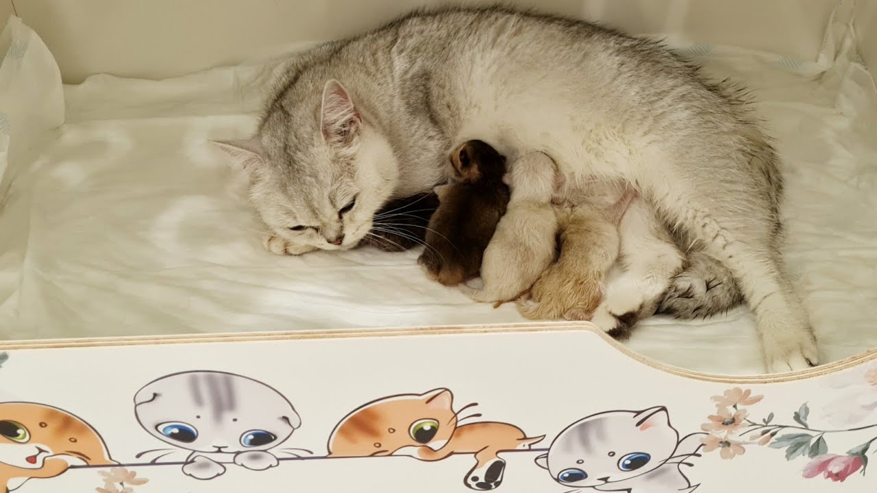 Cat Gave Birth to 4 Kittens