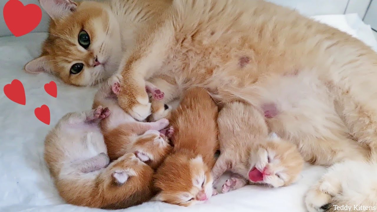 Golden British Shorthair Cat With Her Babies