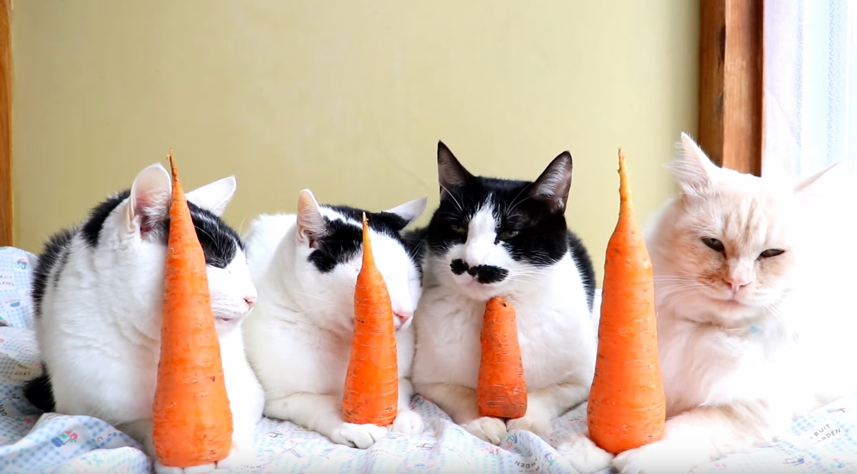The Carrot Masters
