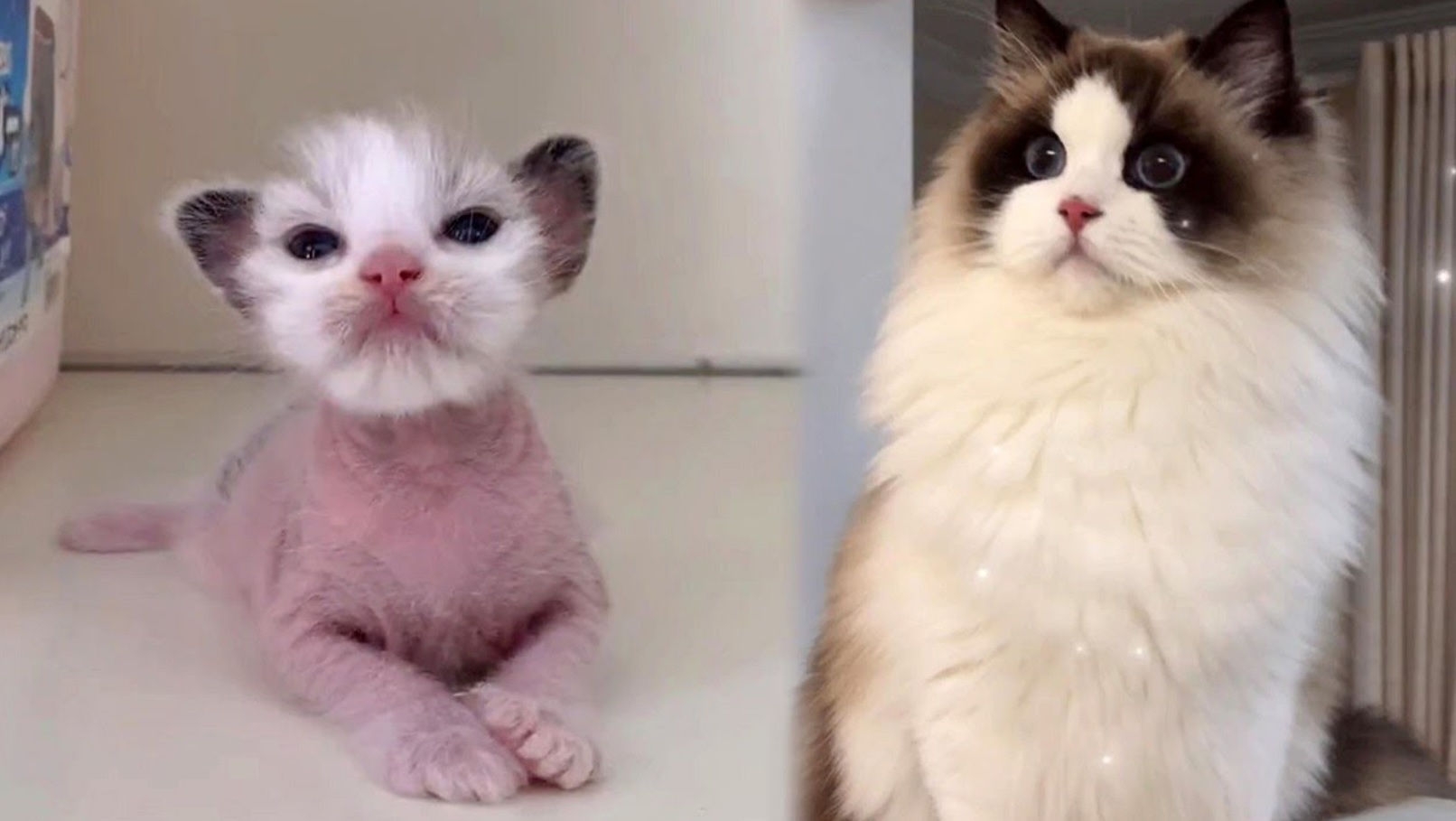 Tiny Rescue Kitten Turns Into Big Fluff
