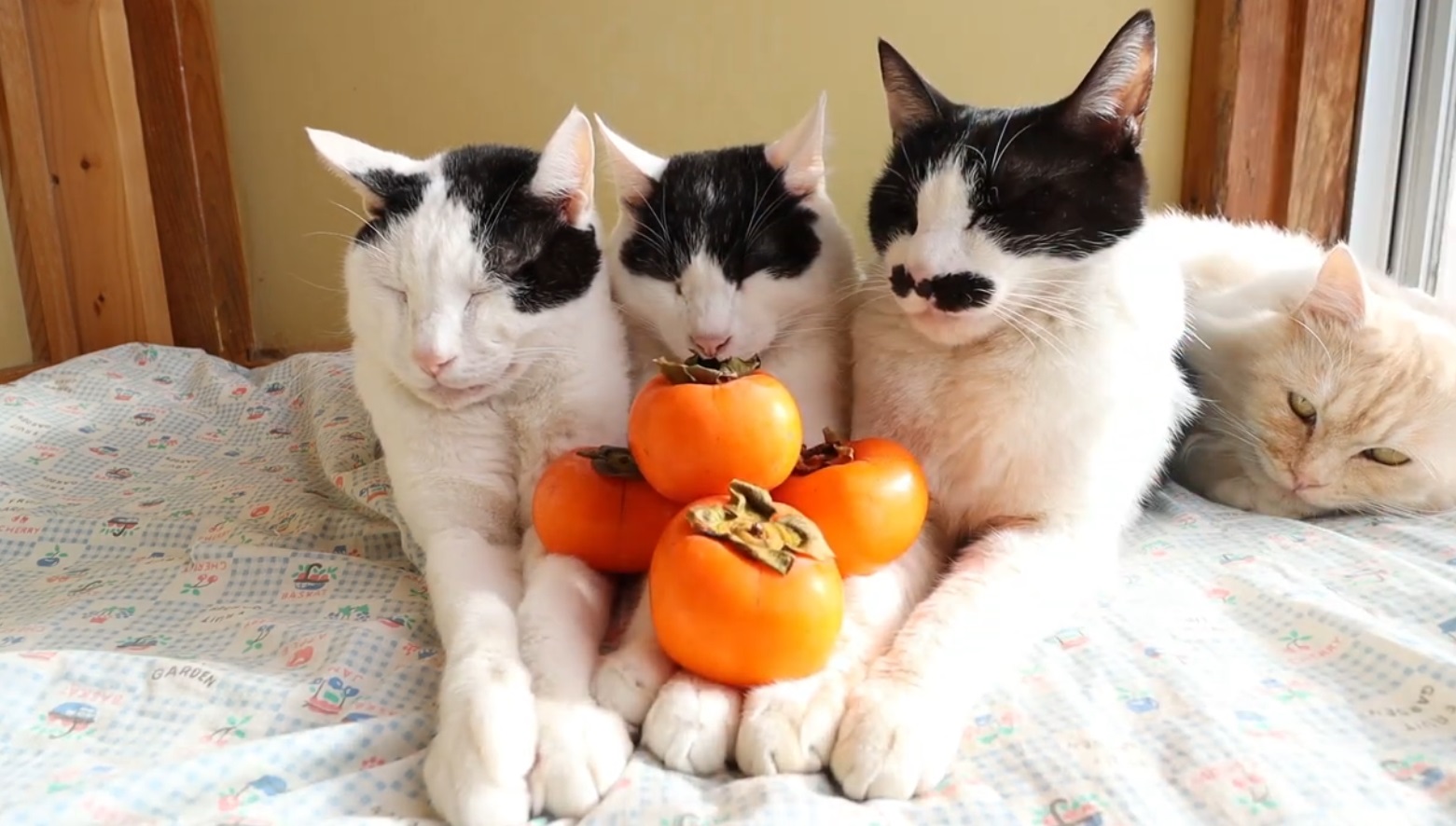 Adorable Cats Relaxing