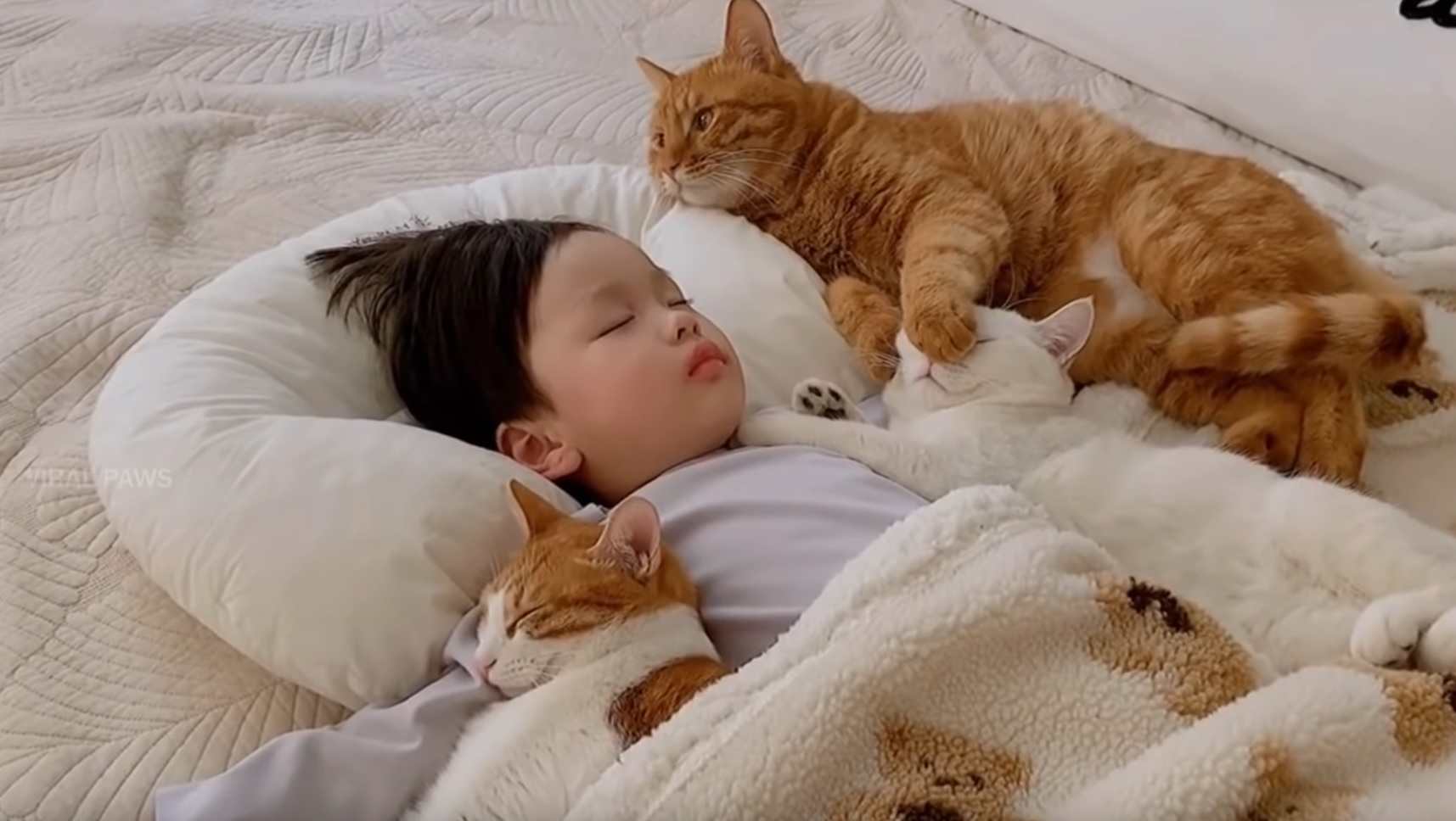 Adopted Cats Cuddle With Hooman
