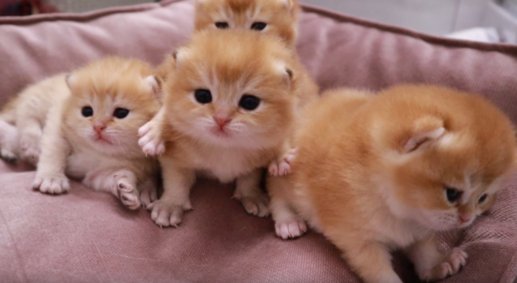 Kittens Explore The World Around Them