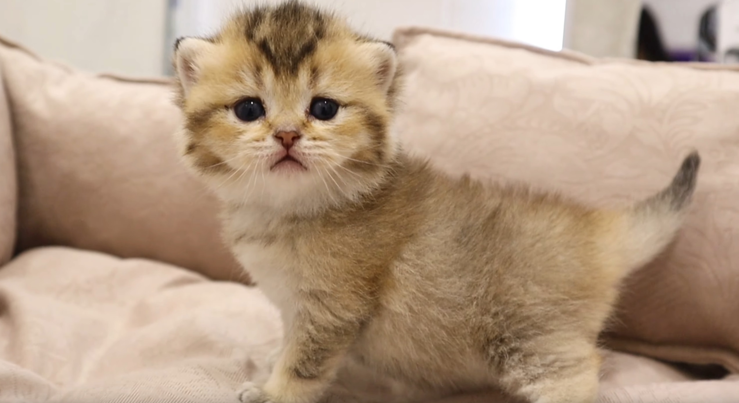 This Cute Kitten Will Steal Your Heart