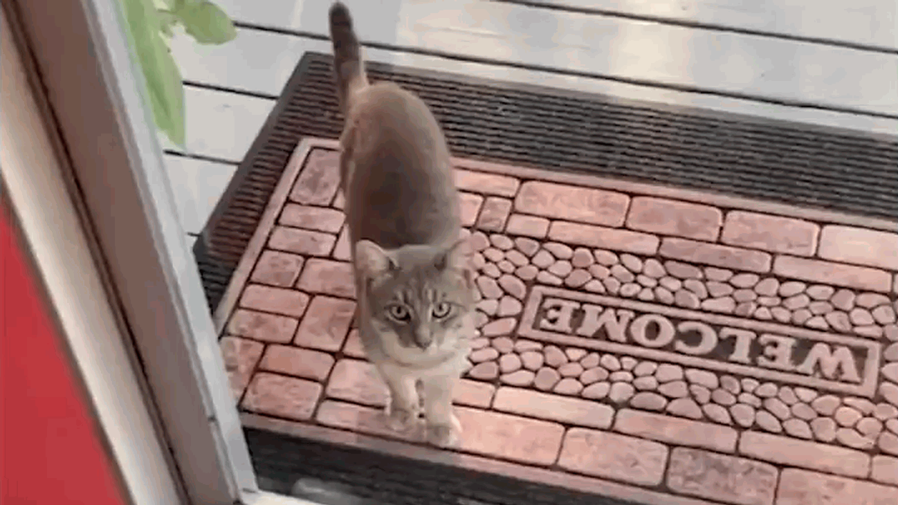Family makes friends with a kitty that was under their porch