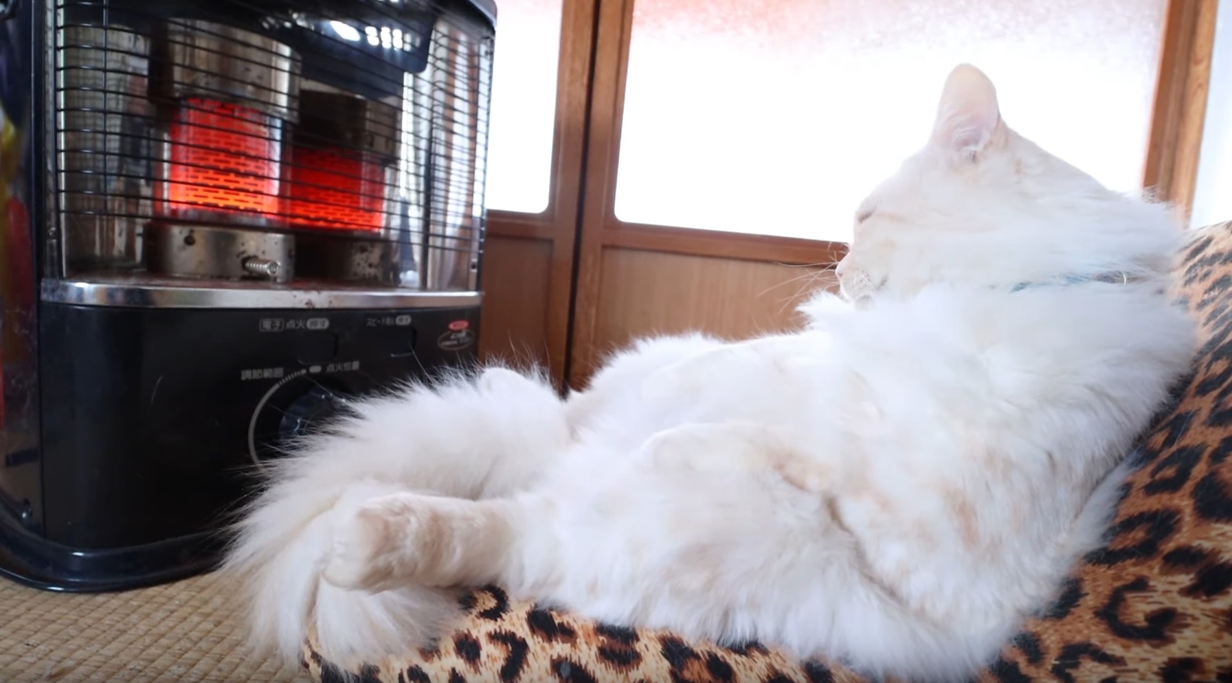 Cute Cat Loves The Heater