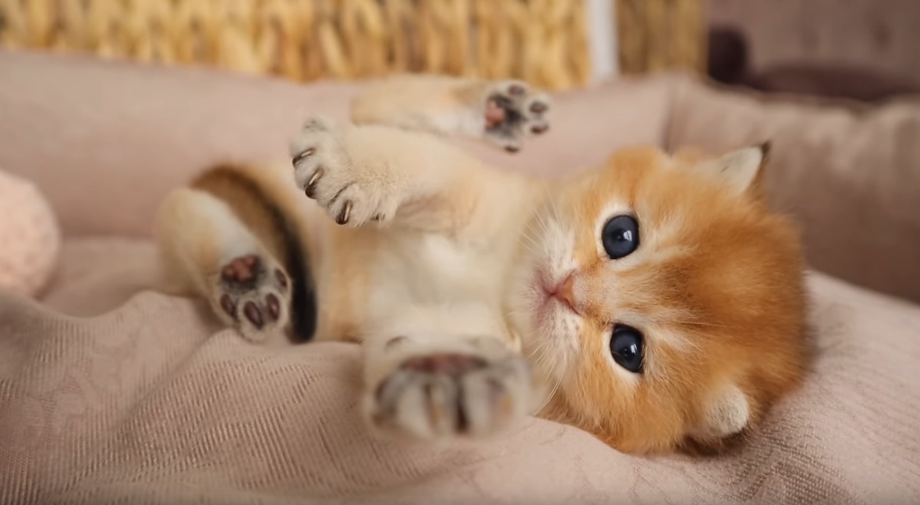 Kitten Has The Cutest Paws