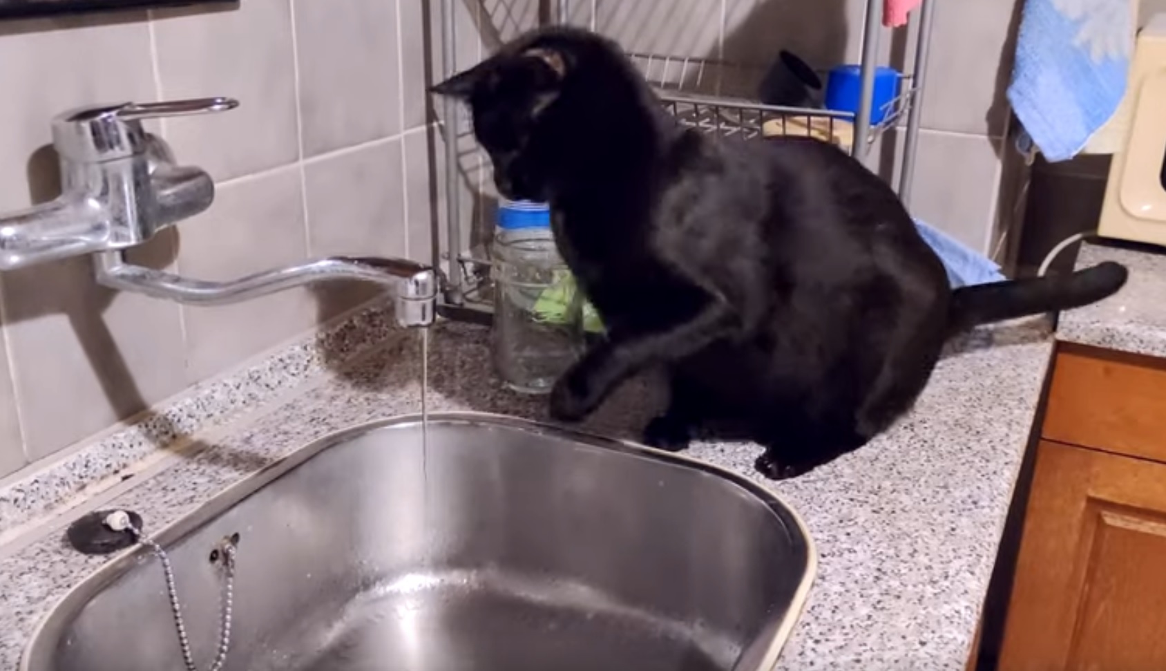 Funny Cute Black Cat Vs Water