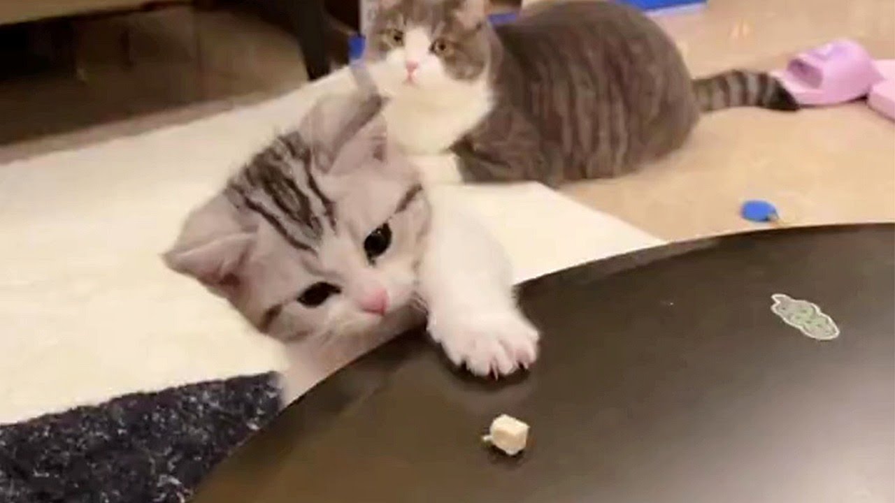 Cute Hyper Kitten