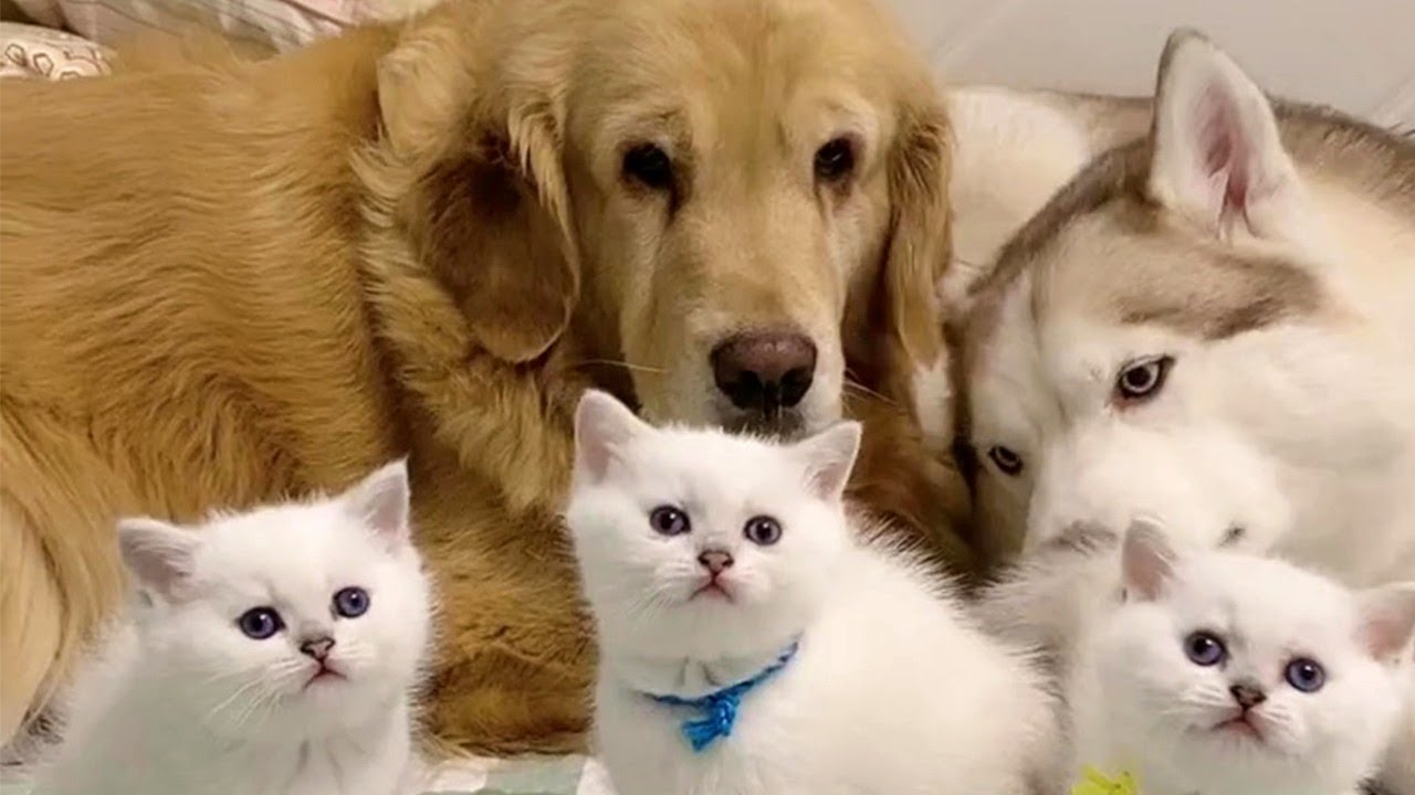 Cute Kittens And Dogs