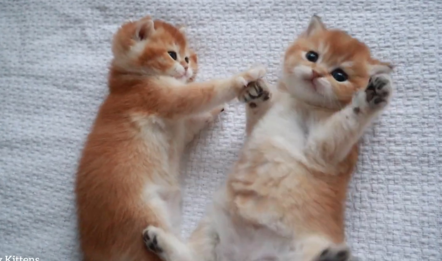 Adorable Kitttens Playing Together