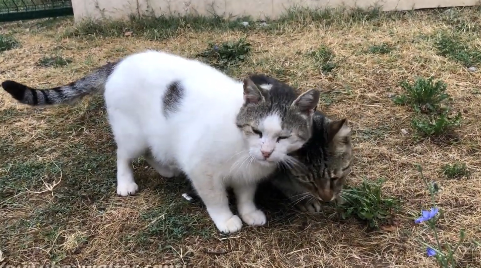 Cat Climbs The Fence To See Best Friend