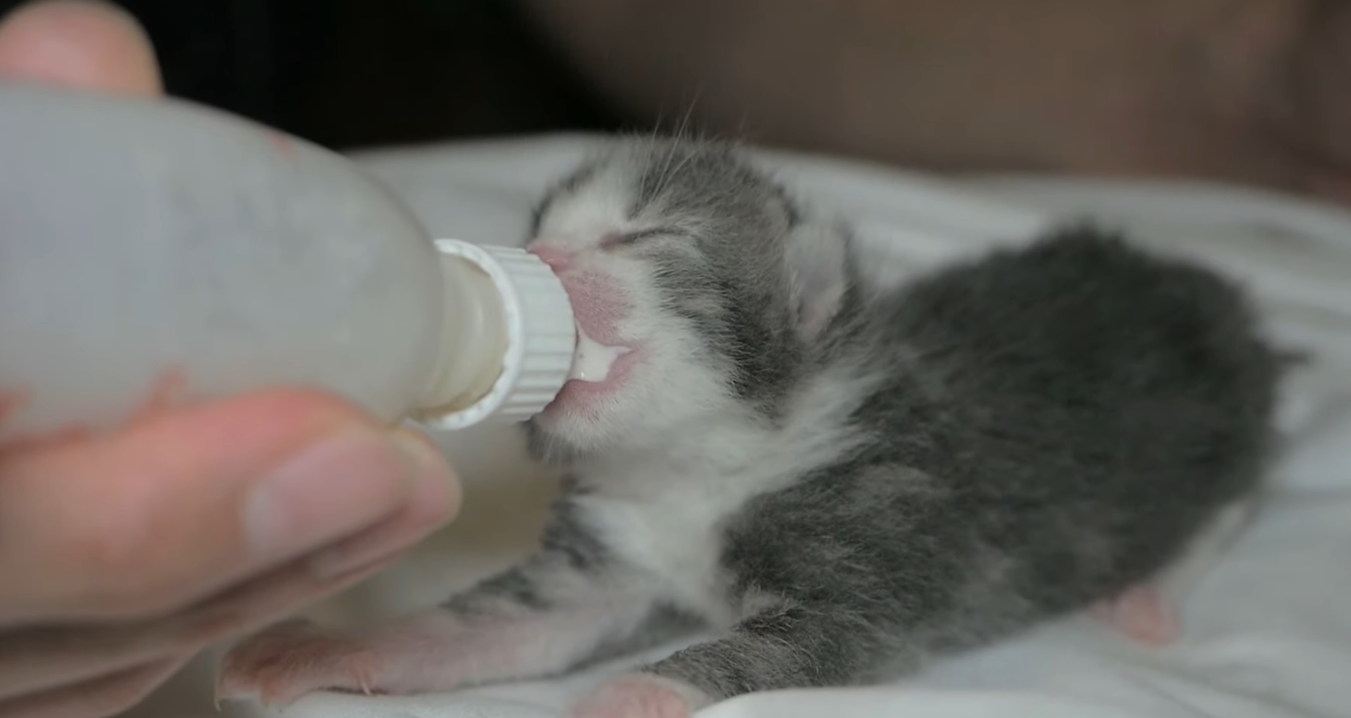 Adorable Kittens Drinking Milk