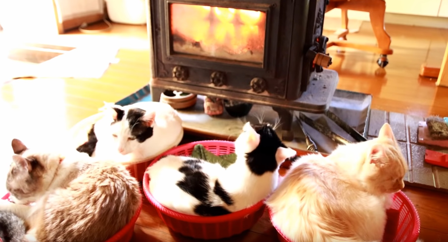 Kitties Basking By The Fire