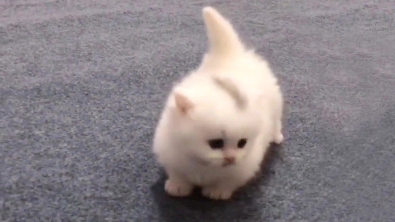 Walking Cotton Ball Kitten