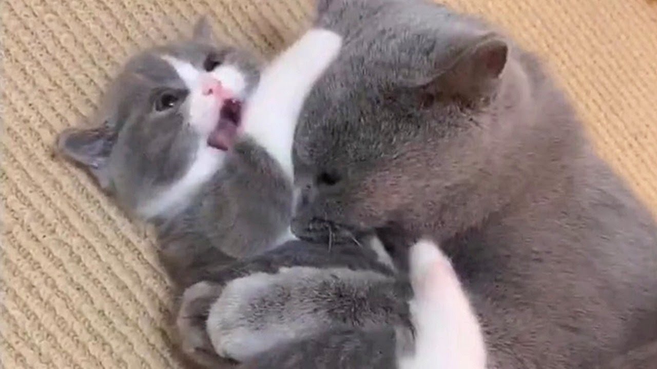 Mama Cat Forcibly Cleaning Her Kitten
