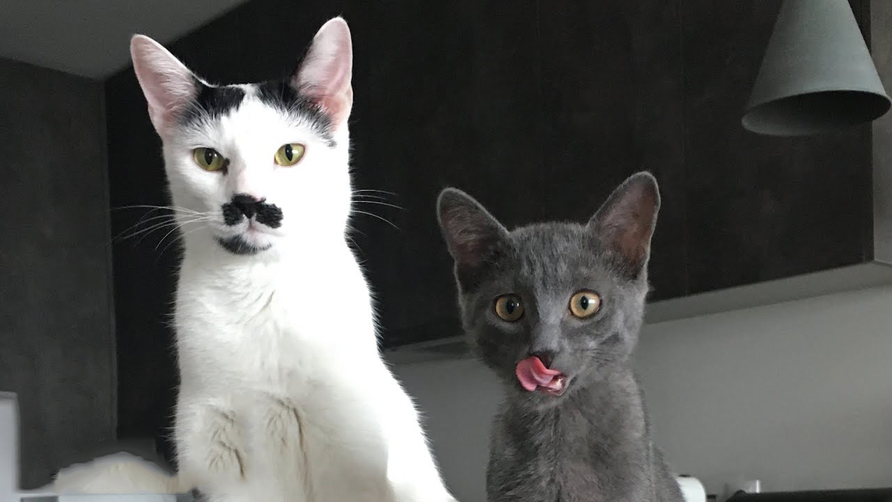 Charlot the mustache cat and his crazy life