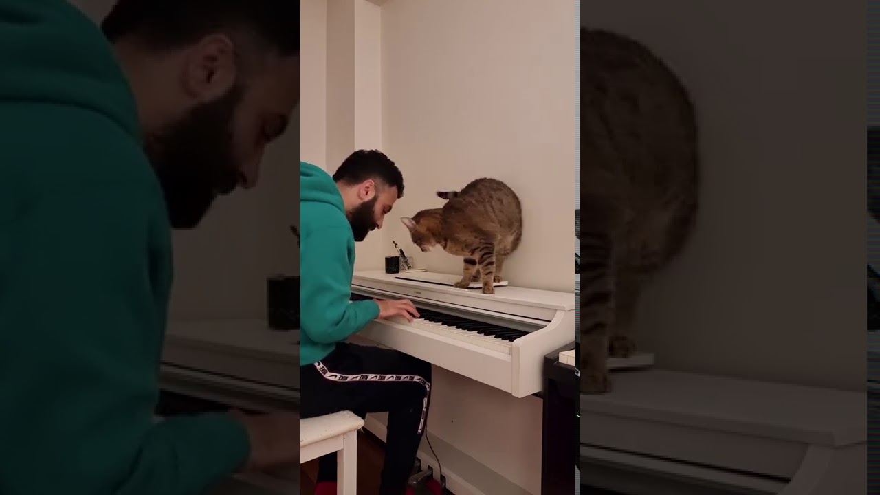 Kitty Loves Hearing The Piano