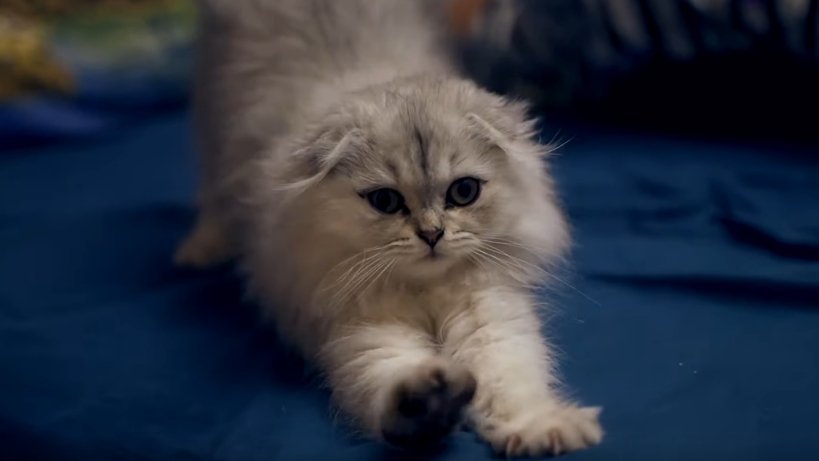 Adorable Kitten Video