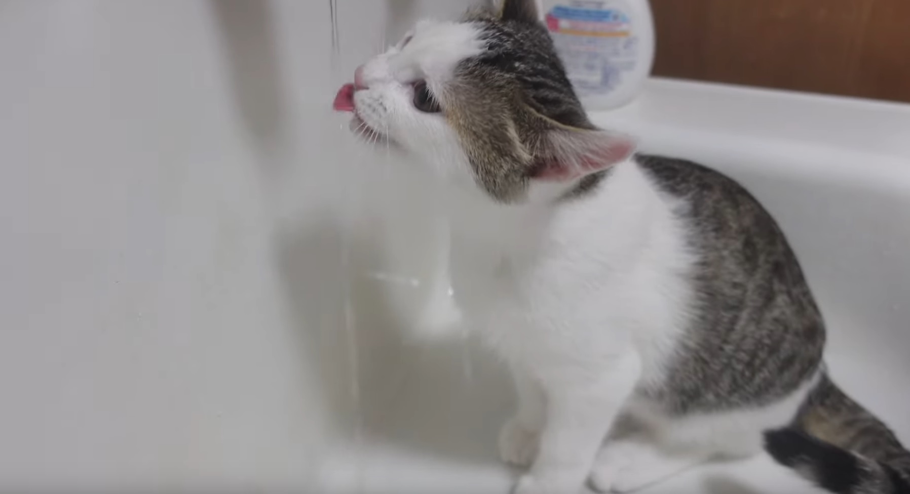 Kitten Likes Drinking  Water Of The Sink