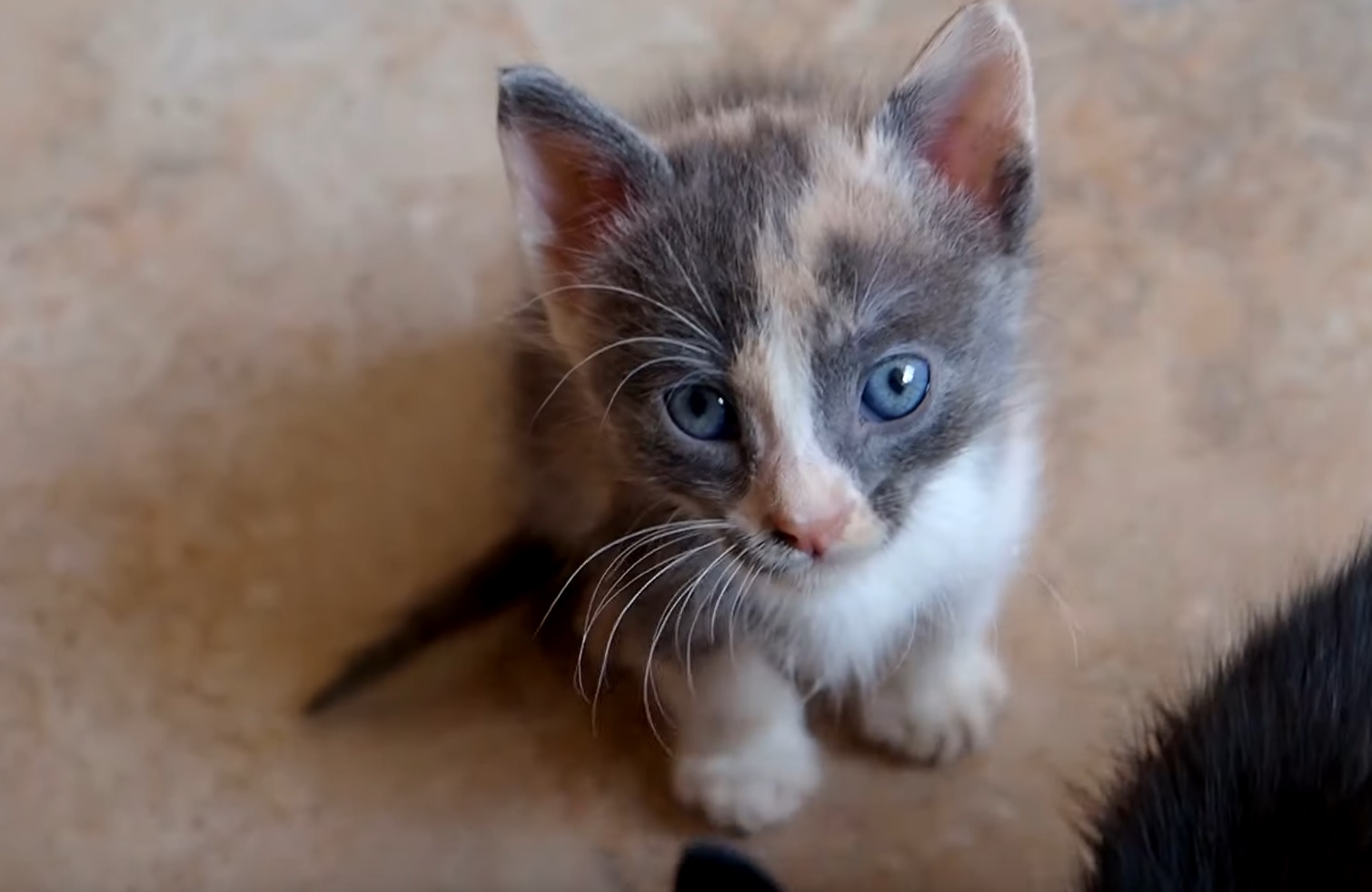 This Rescued Kitten Has Most Beautiful Eyes