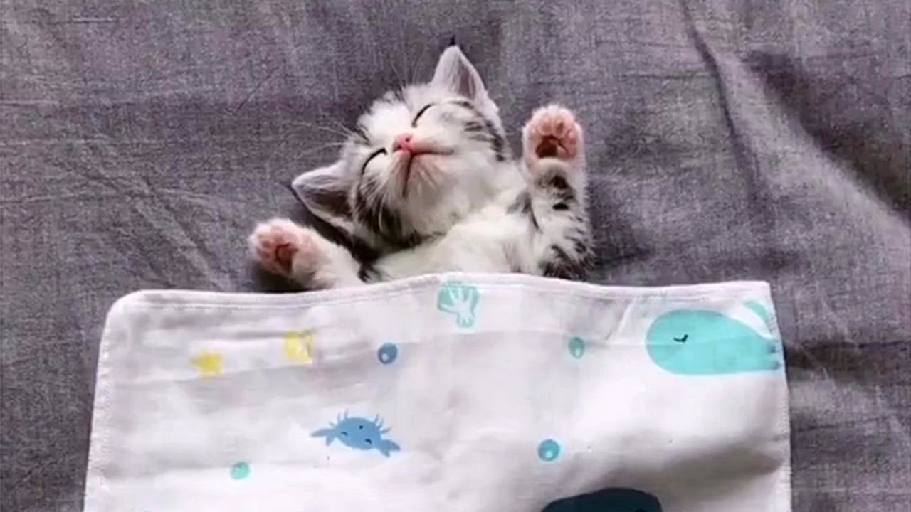Adorable Sleepy Kittens Compilation