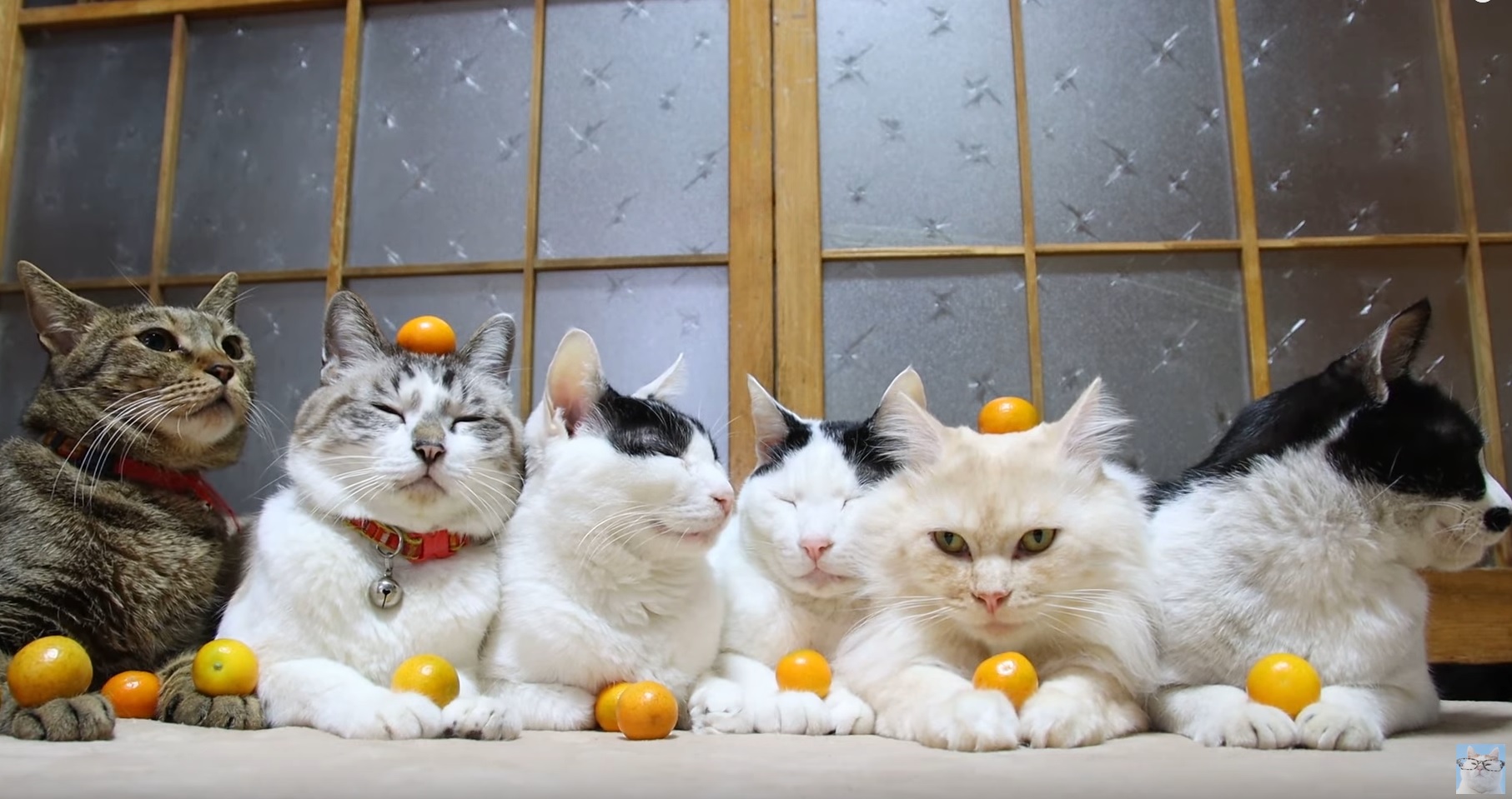 Majestic Cats Hanging Out