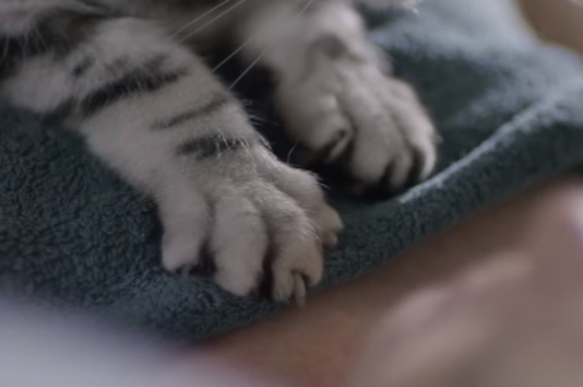 Dear Kitten: The Art Of Massage