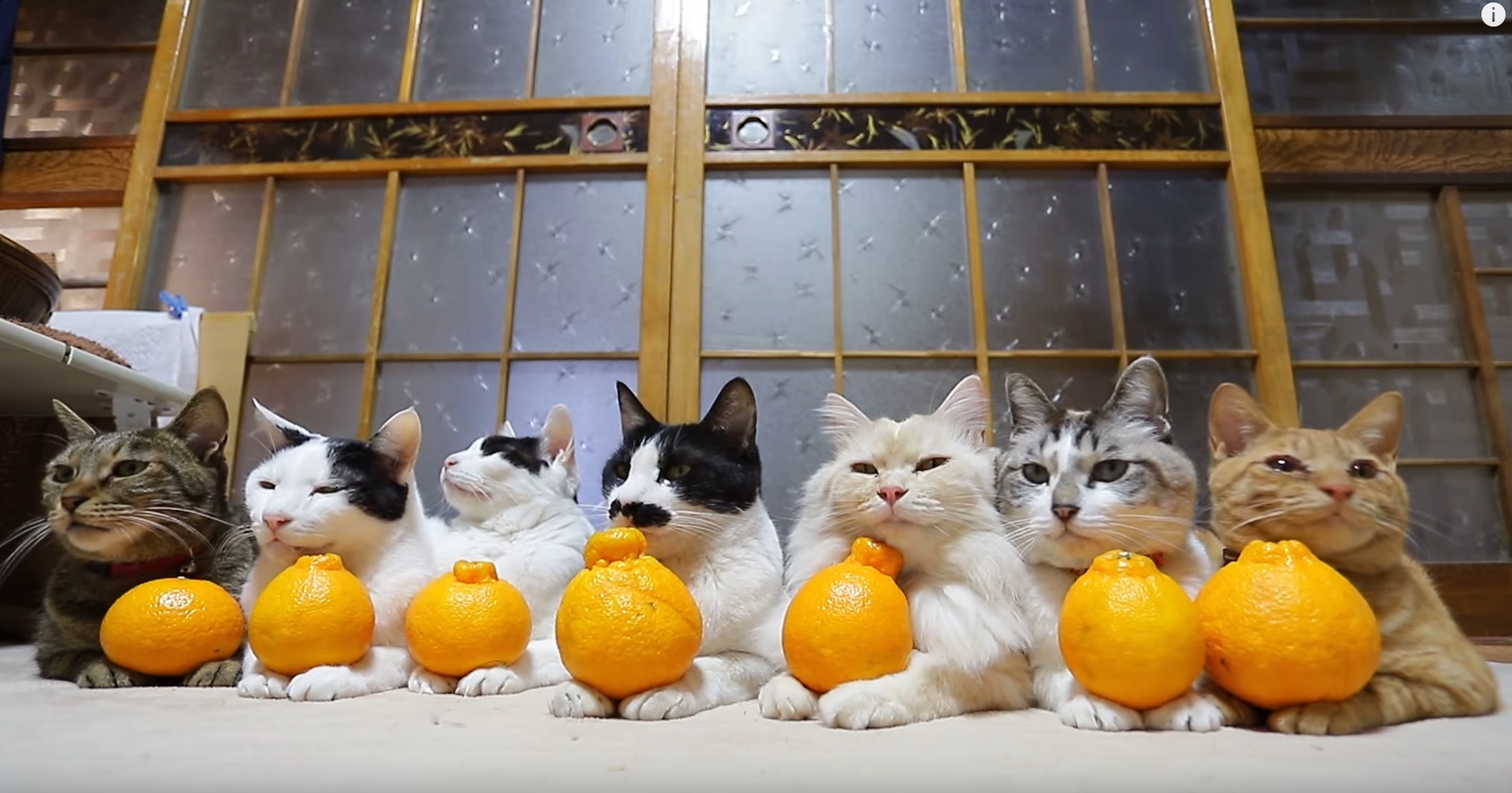 Cute Patient Cats