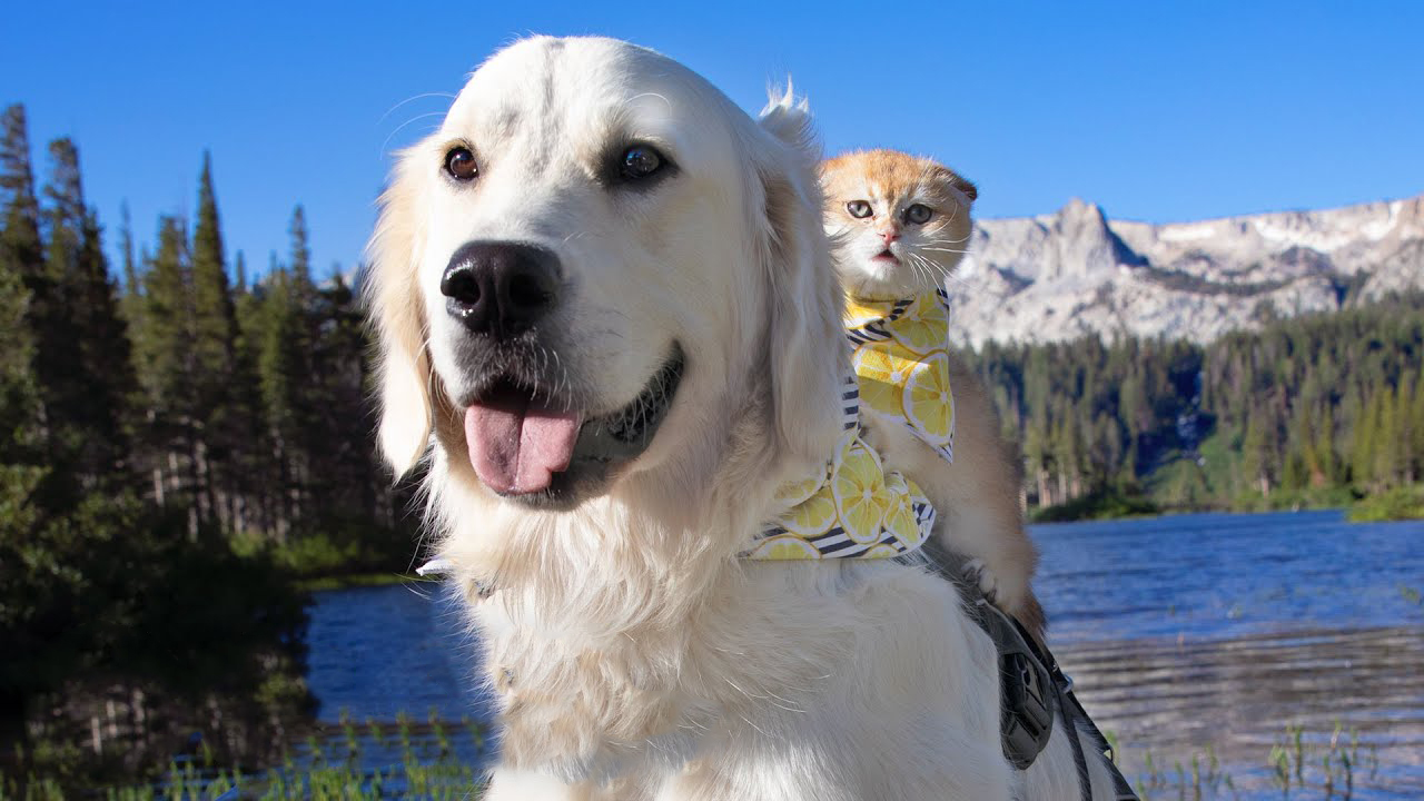 This kitten changed the life and attitude of this gentle dog