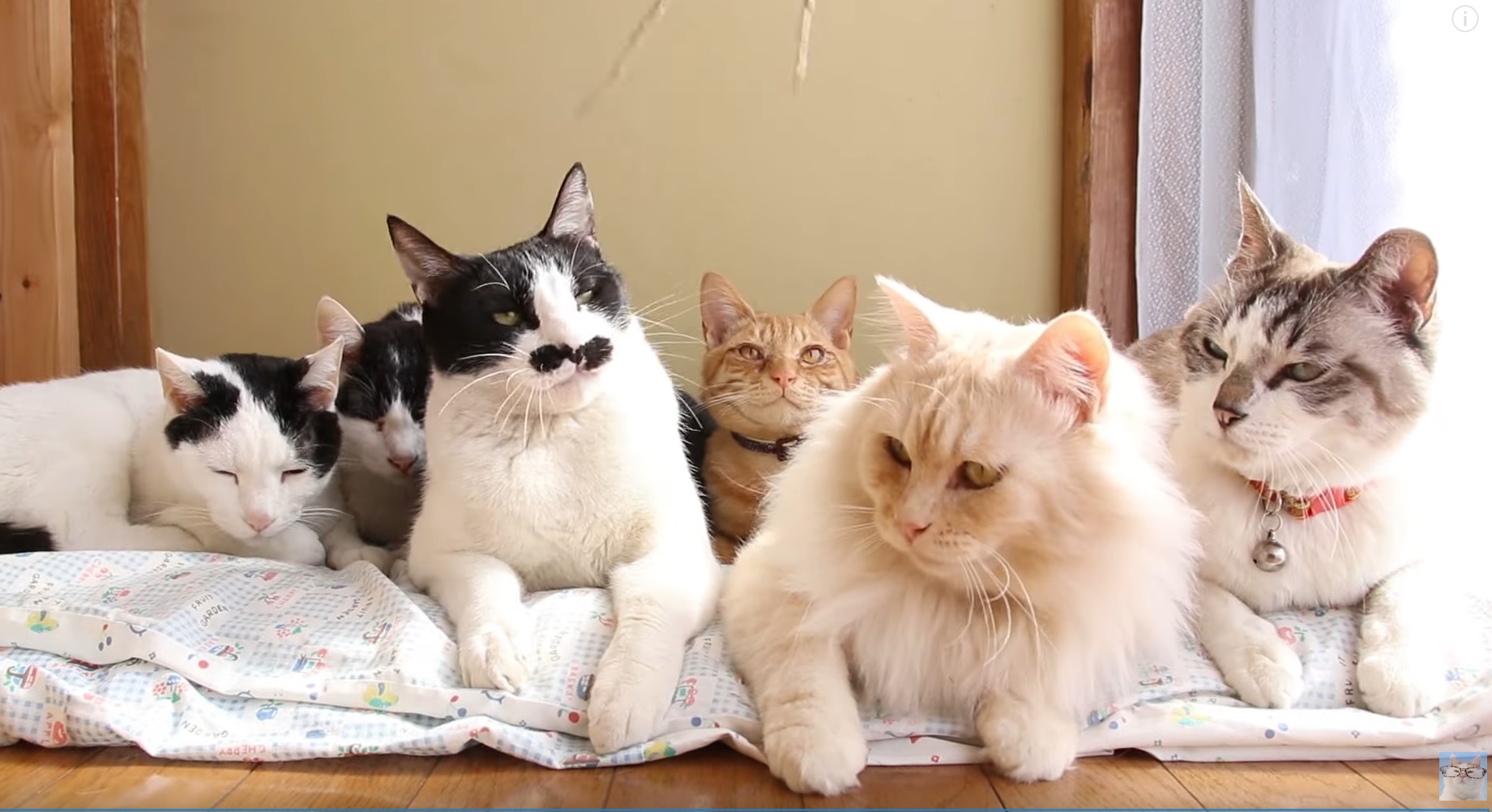 Cute Cats Chilling Out