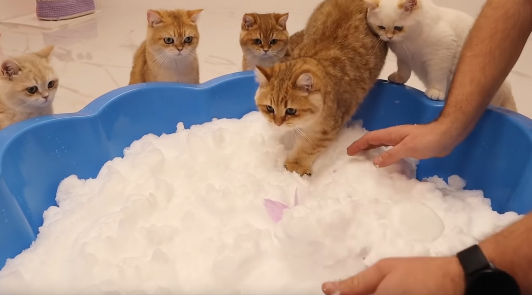 Cats Inspect Snow