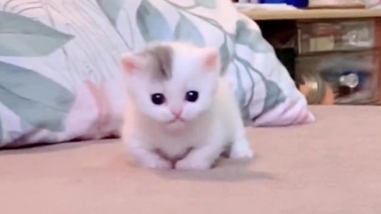 Adorable Kitten 