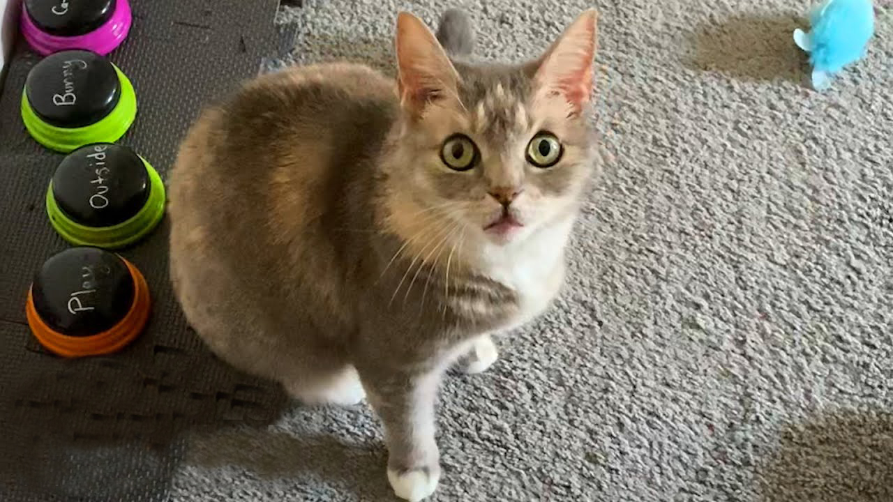 This cat uses actual words in order to communicate with her hooman