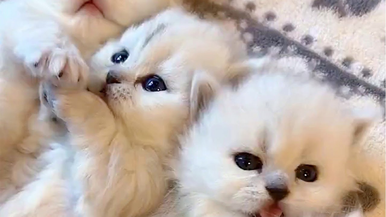 Snuggly Snowy Kitten Video