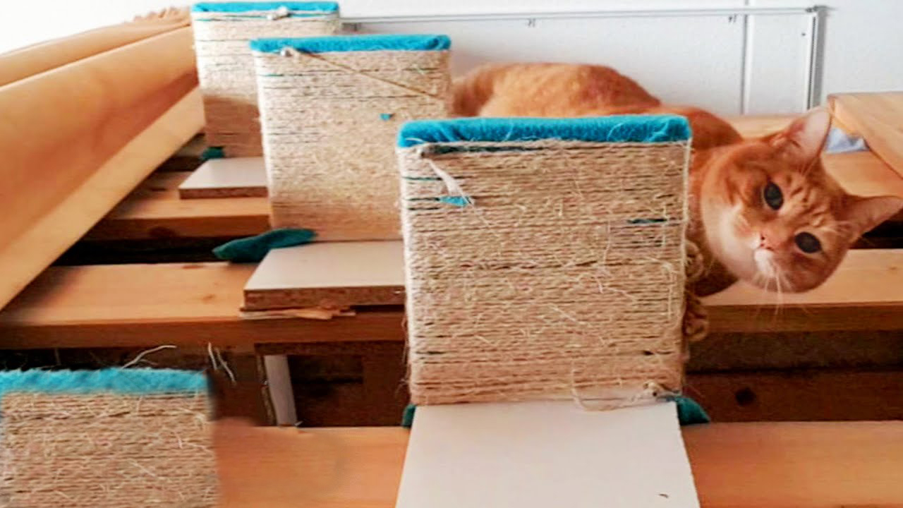 Hooman creates steps for senior ginger cat, so he can reach to cuddle with his favorite hooman.