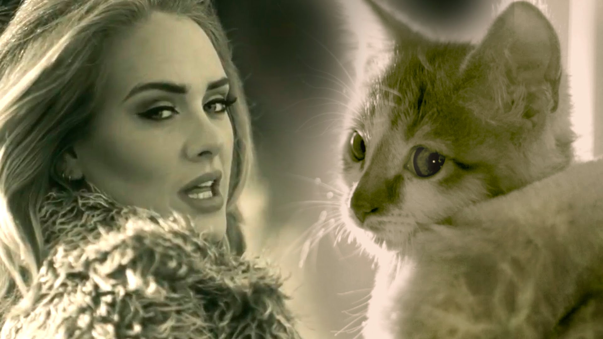 PAWDELE MEOW! Adele's Hello Parody with Kittens