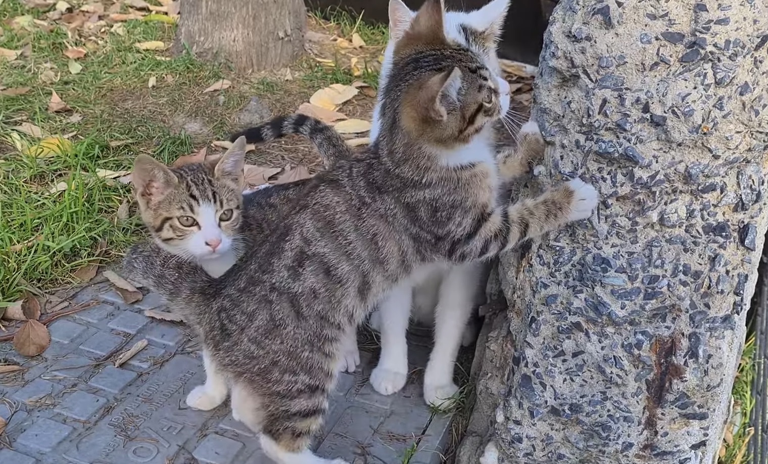 Four Sweet Kittens With Mommy