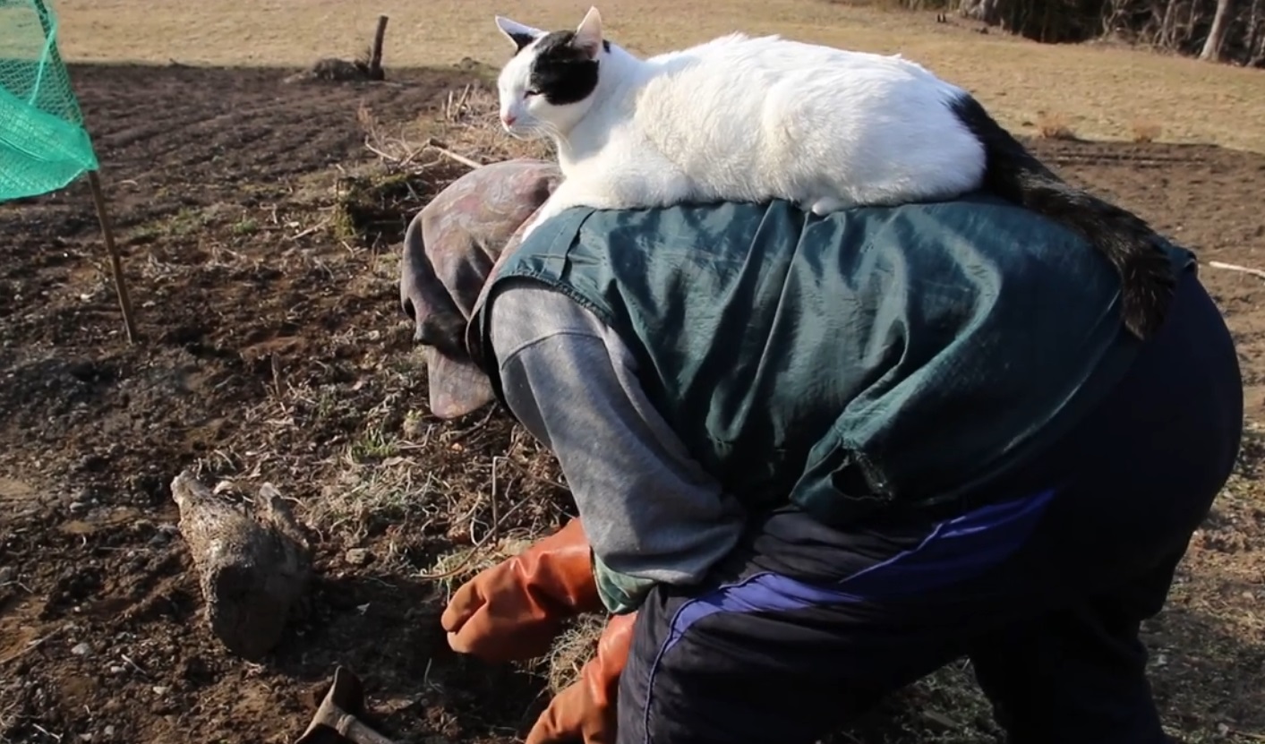 Helping Hooman With His Activities