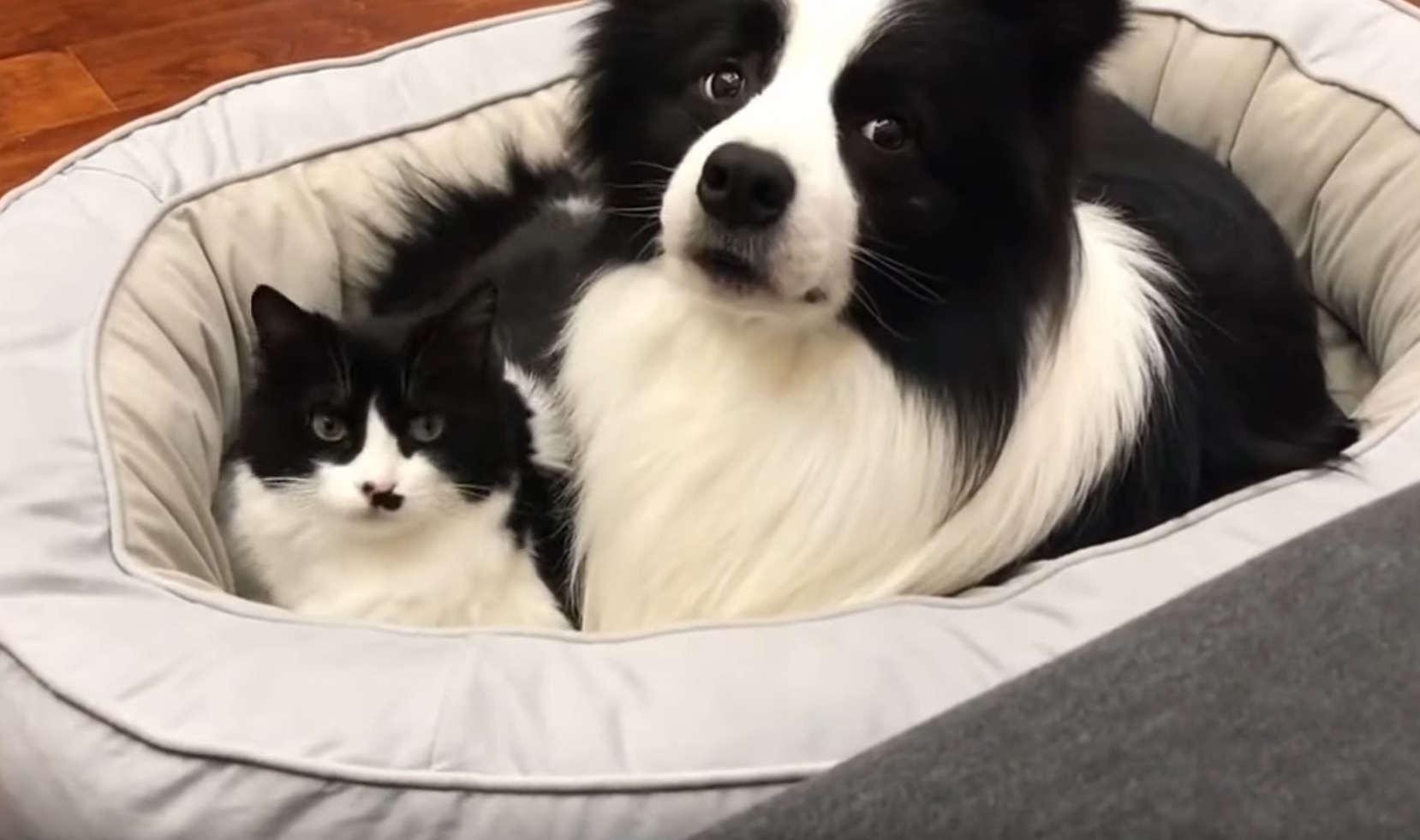 Adorable Cat And Dog With Same Colours