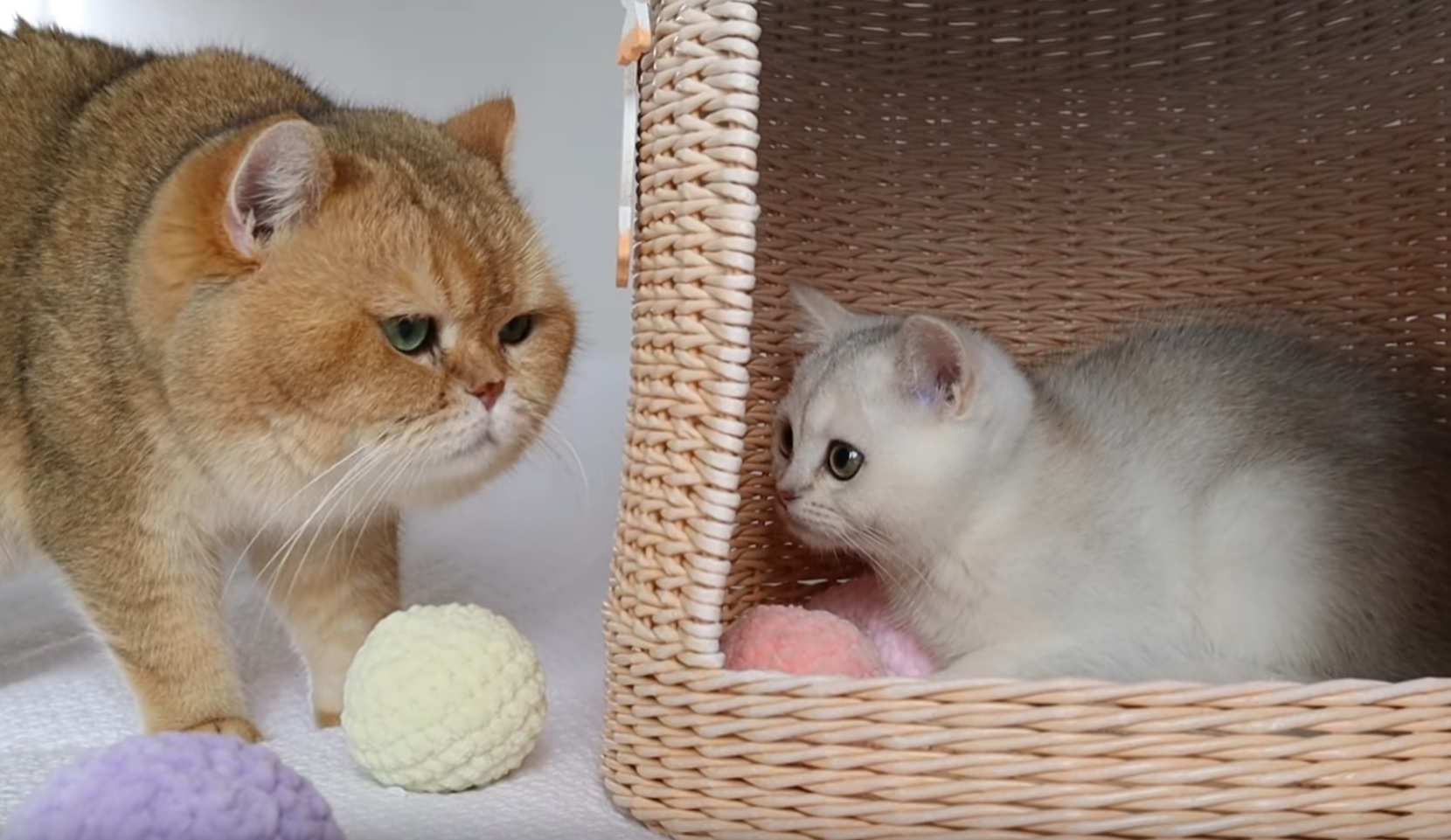 Kitten Milky Meets Dad