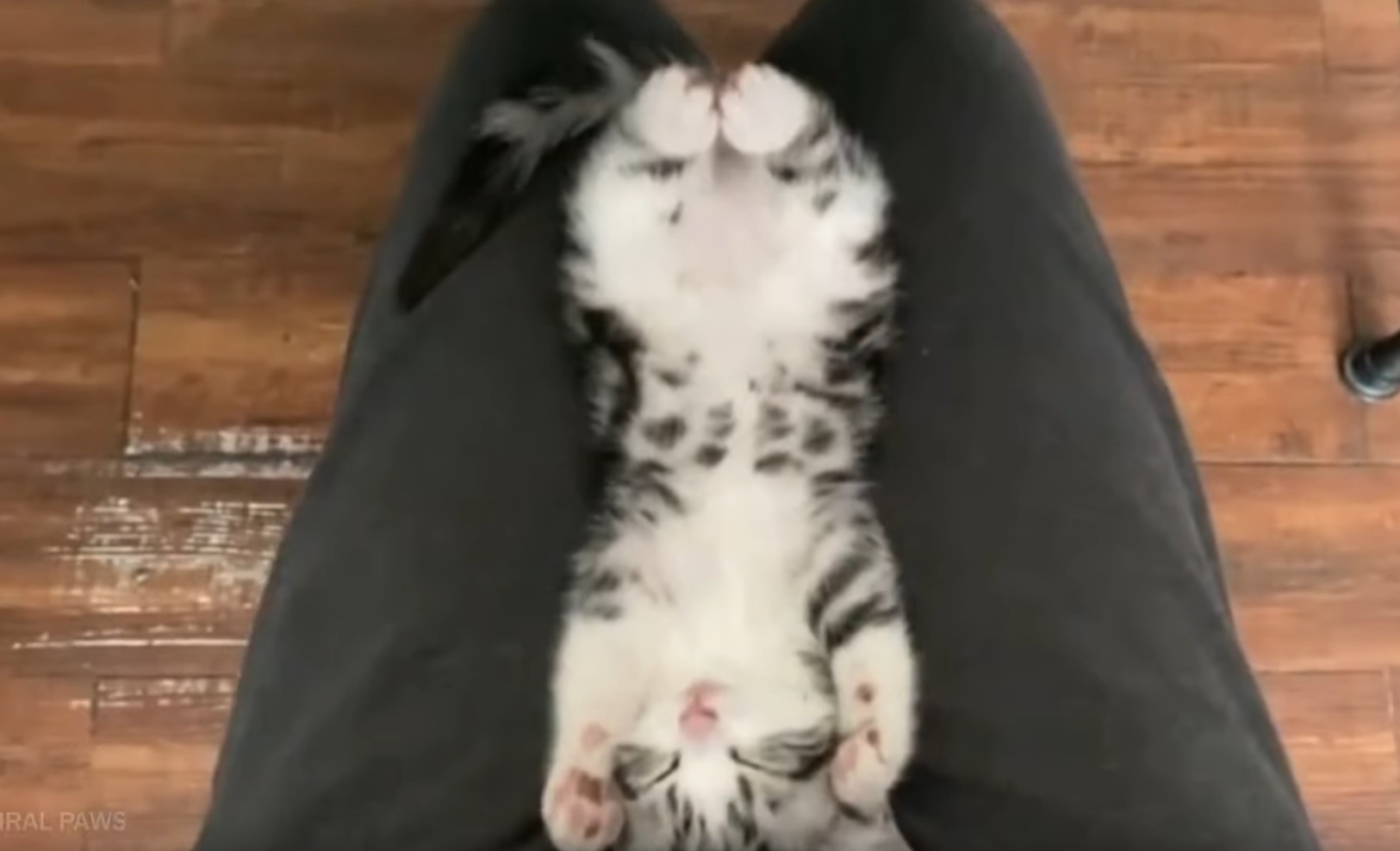 This Playful Kitten Is The Purrfect Companion